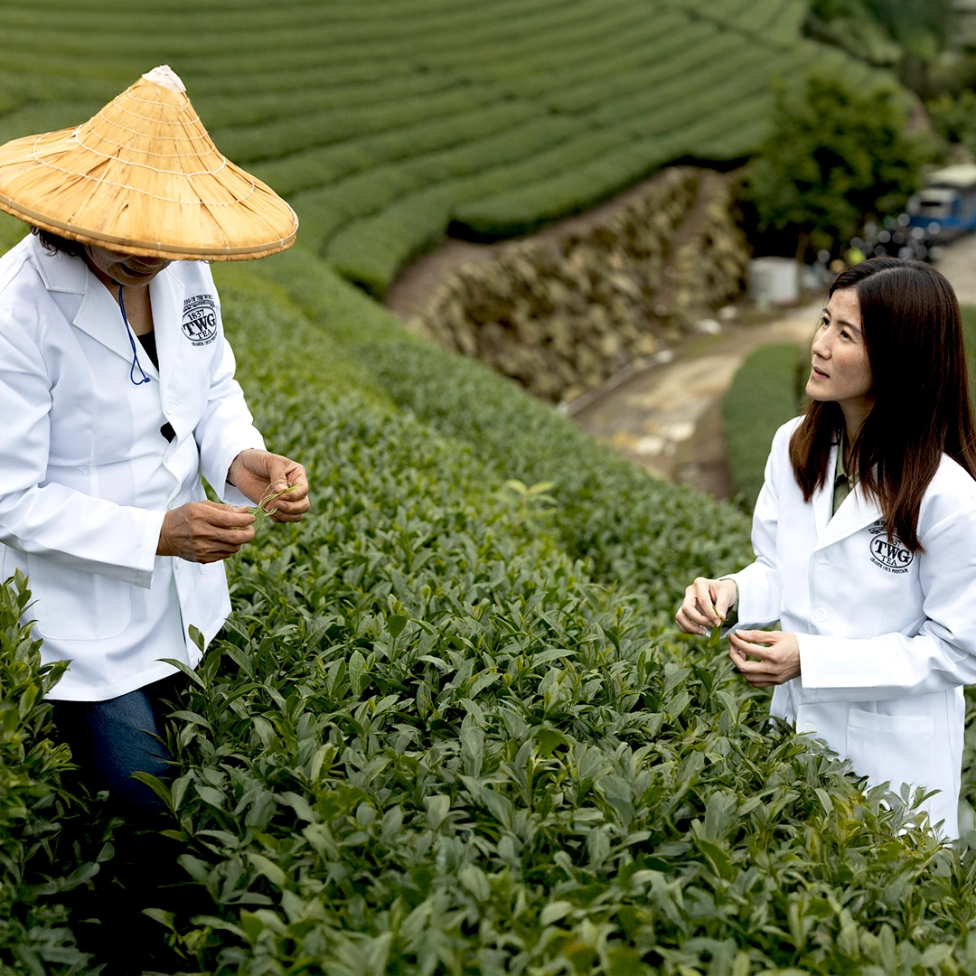 TWG Tea | Luxury Teas & Accessories Online
