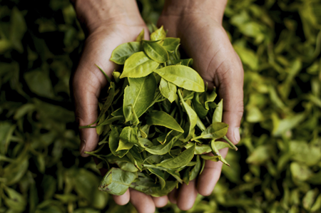 Tgm Tea Locations