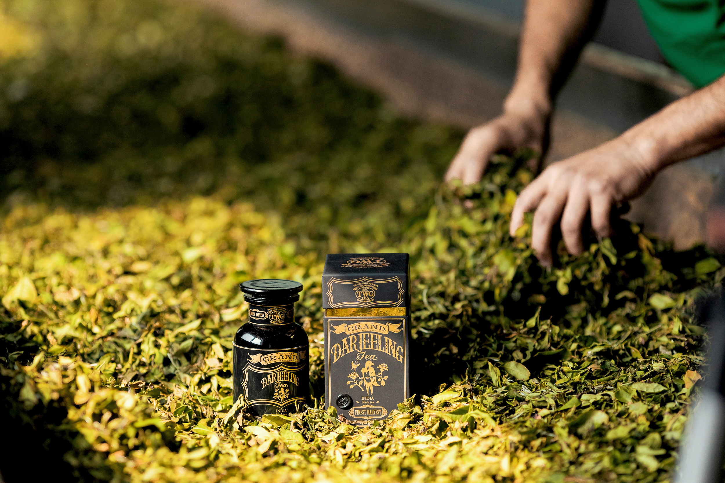 A Journey through Darjeeling- From Tea Leaves to Teapot | TWG Tea